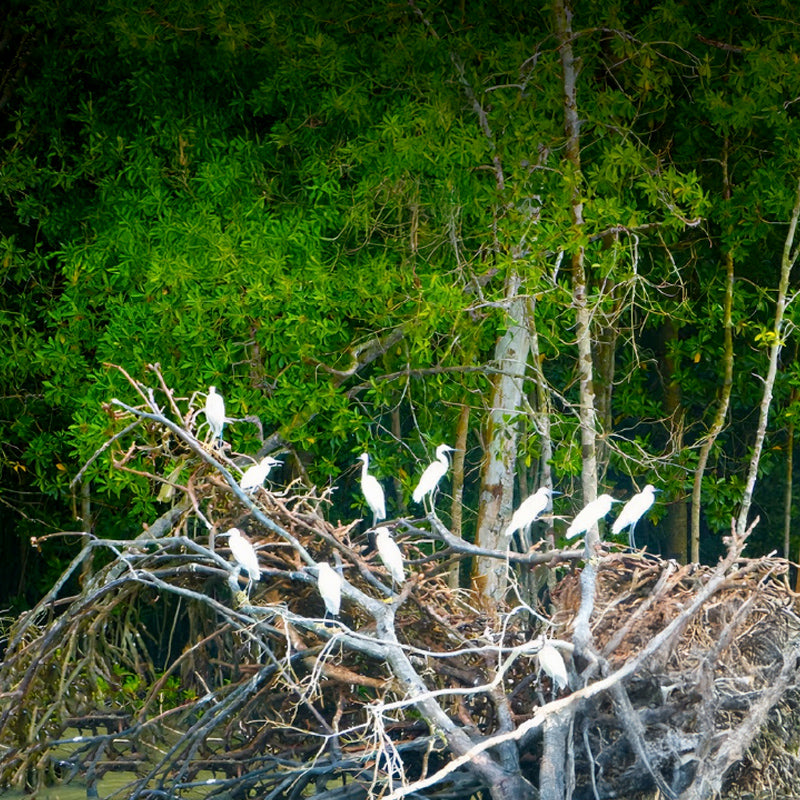 Kuala Gula Bird Santuary