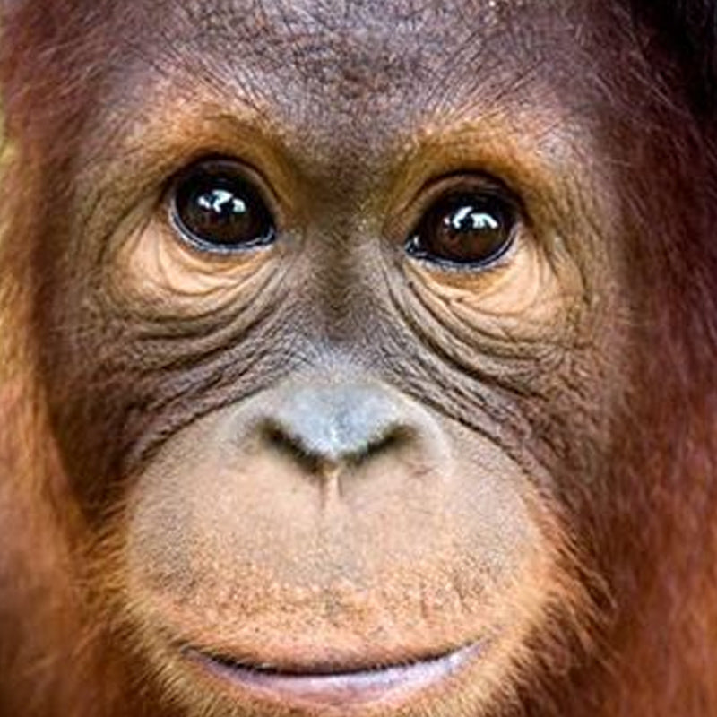 Orang Utan Island, Bukit Merah Laketown