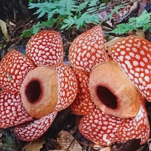 Rafflesia Tour (Min 2 Pax) - Ventrex Outdoor & Recreation