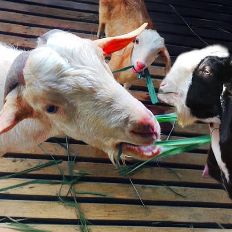 ReFarm Leisure Park & Resort, Temoh