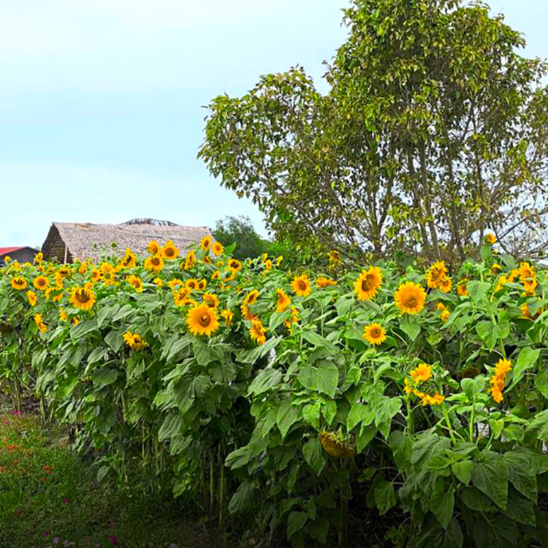 Sunflower Garden, Bagan Datuk