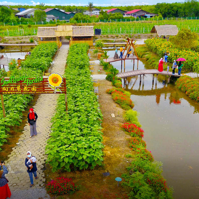 Sunflower Garden, Bagan Datuk