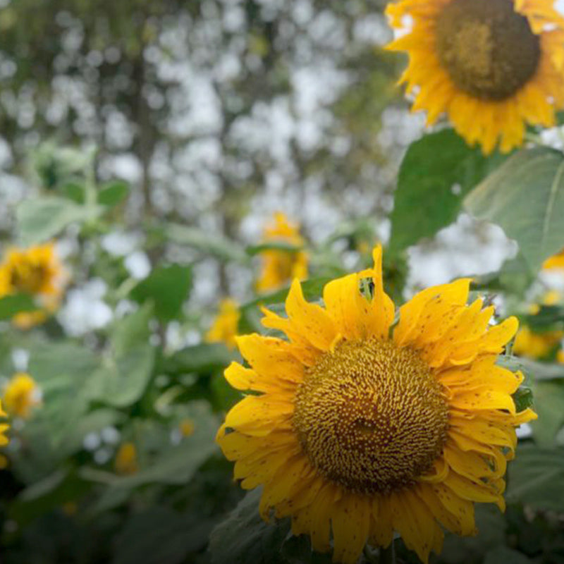 Sunflower Garden, Bagan Datuk