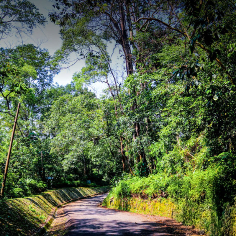 Larut Hill @ Maxwell Hill, Taiping
