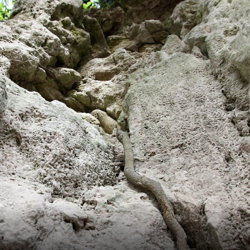 Toba Volcanic Ash, Bukit Sapi
