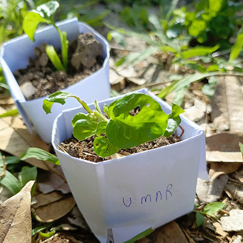 Kembara Adik ke Kebun Rahsia - Cemerlang Tani (1 Pax)