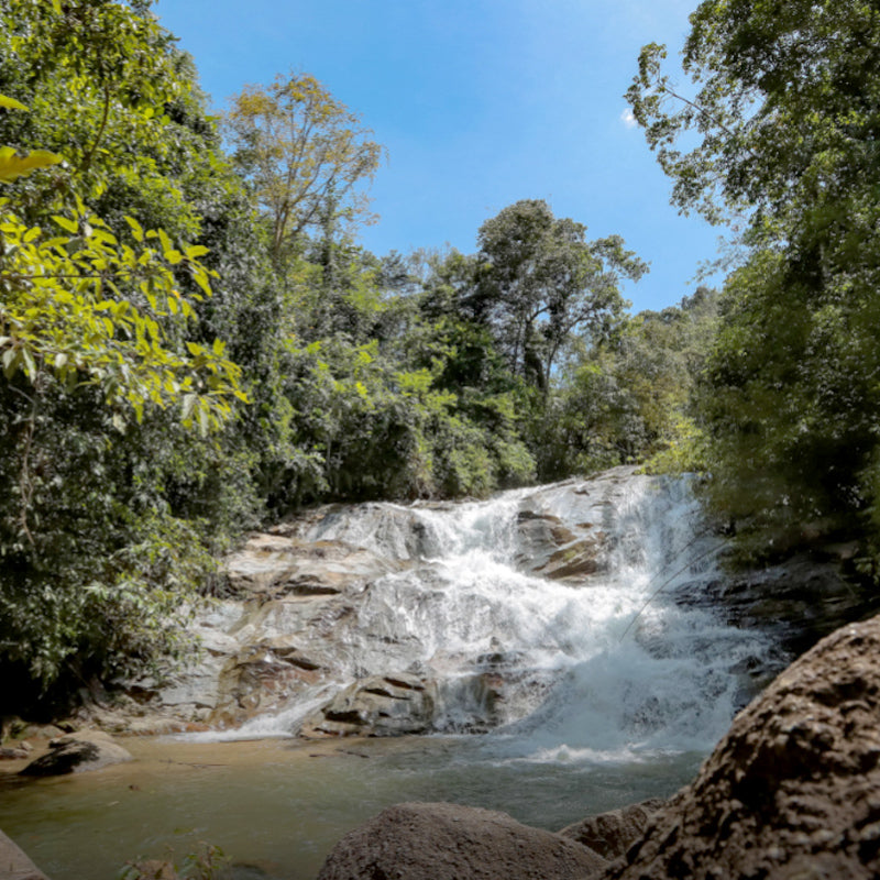 Lata Buluh, Selama