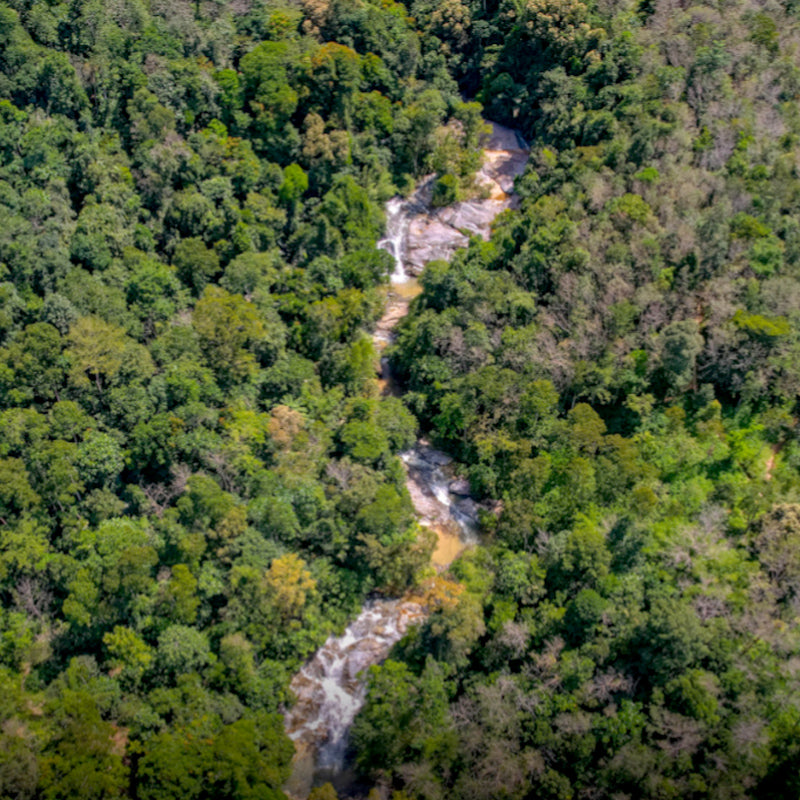 Lata Buluh, Selama