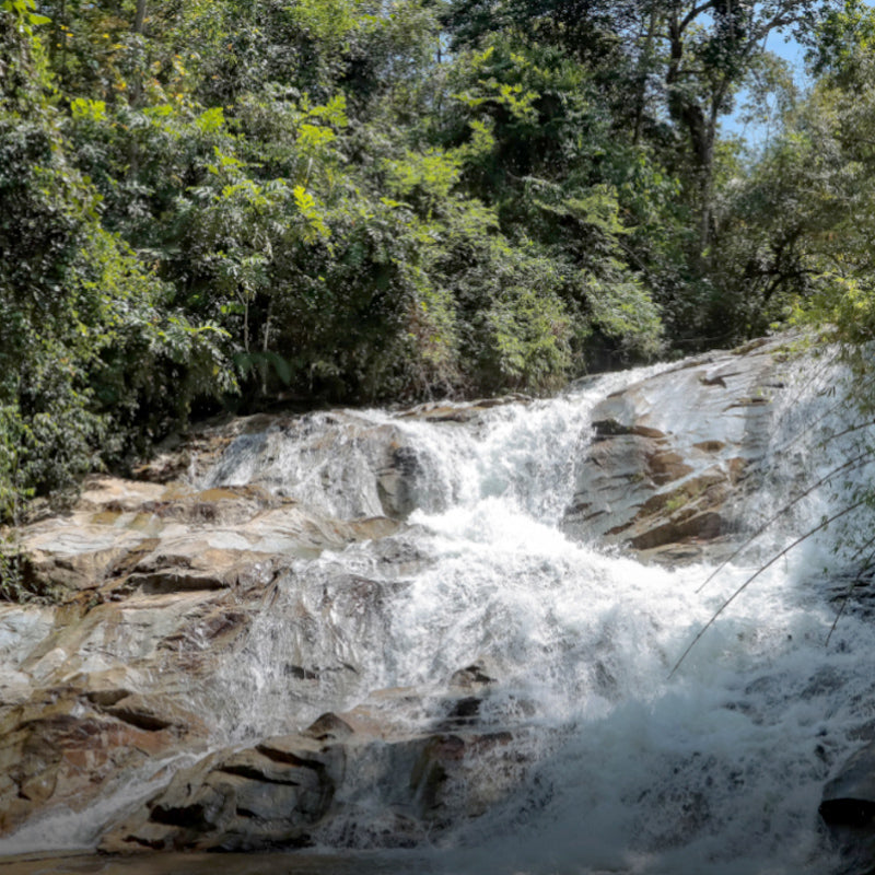 Lata Buluh, Selama