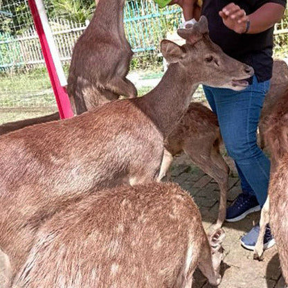 Taman Rusa dan Kelulut Lenggong - Rumah Ayah An Rusa dan Kelulut Lenggong (1 KID)