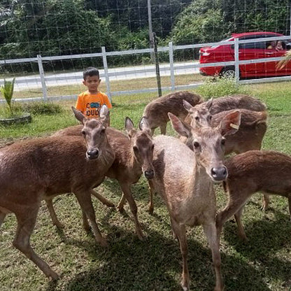 Taman Rusa dan Kelulut Lenggong - Rumah Ayah An Rusa dan Kelulut Lenggong (1 ADULT)