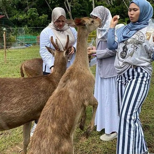 Taman Rusa dan Kelulut Lenggong - Rumah Ayah An Rusa dan Kelulut Lenggong (1 ADULT)