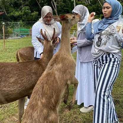 Taman Rusa dan Kelulut Lenggong - Rumah Ayah An Rusa dan Kelulut Lenggong (1 KID)