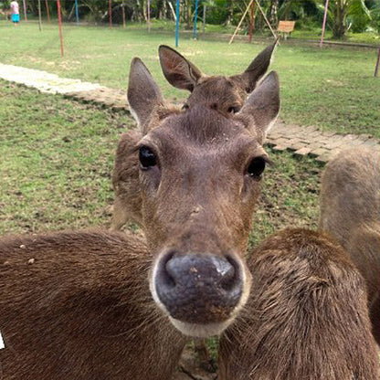 Taman Rusa dan Kelulut Lenggong - Rumah Ayah An Rusa dan Kelulut Lenggong (1 KID)