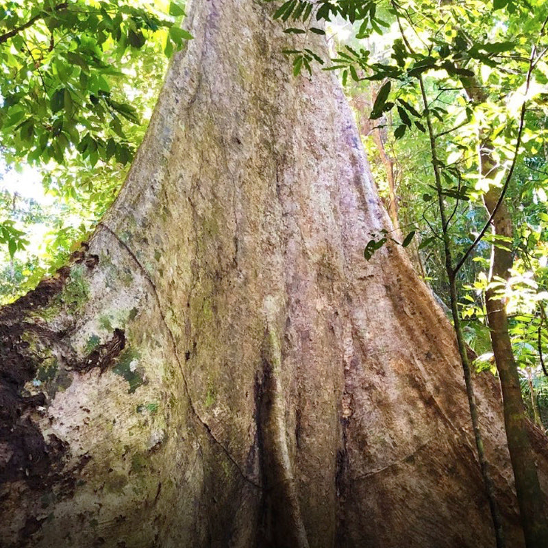 Sungai Kooi Waterfall, Royal Belum