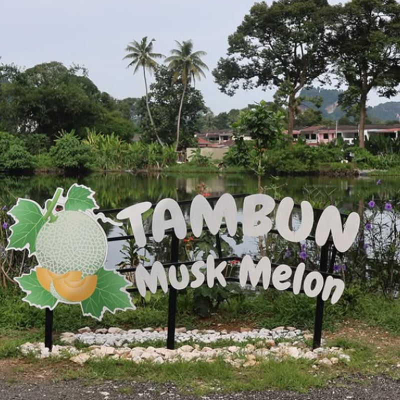 Tambun Musk Melon Agro Farm