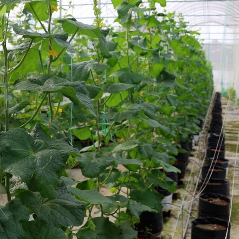 Tambun Musk Melon Agro Farm