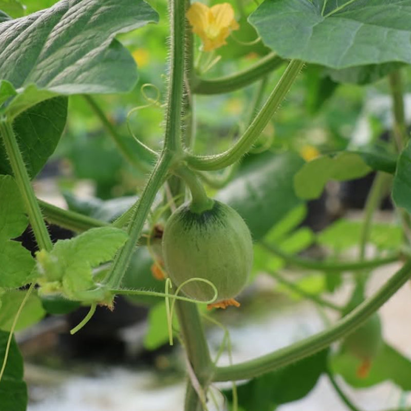 Tambun Musk Melon Agro Farm