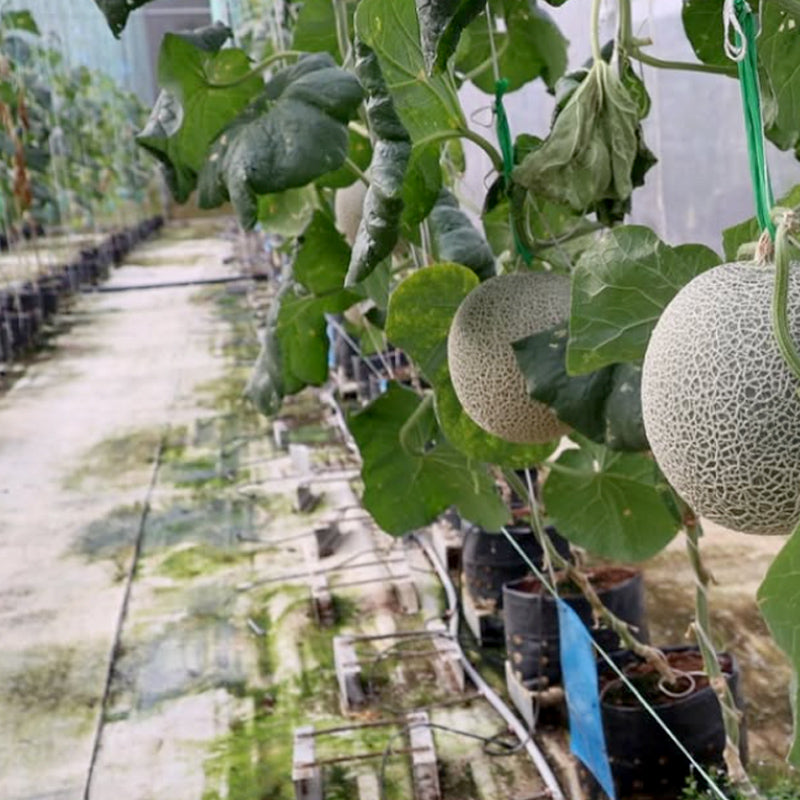 Tambun Musk Melon Agro Farm