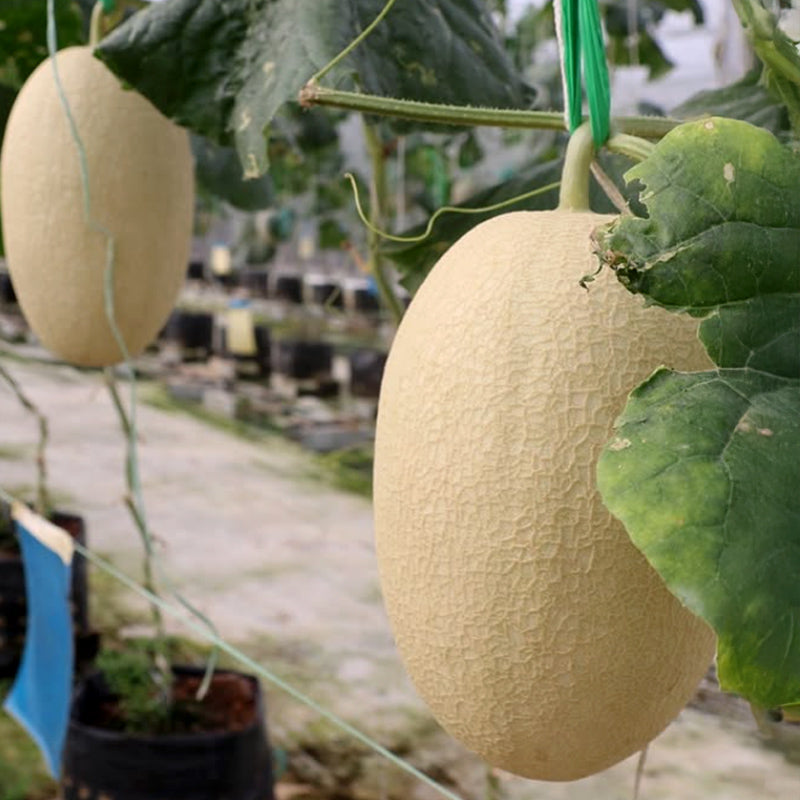 Tambun Musk Melon Agro Farm