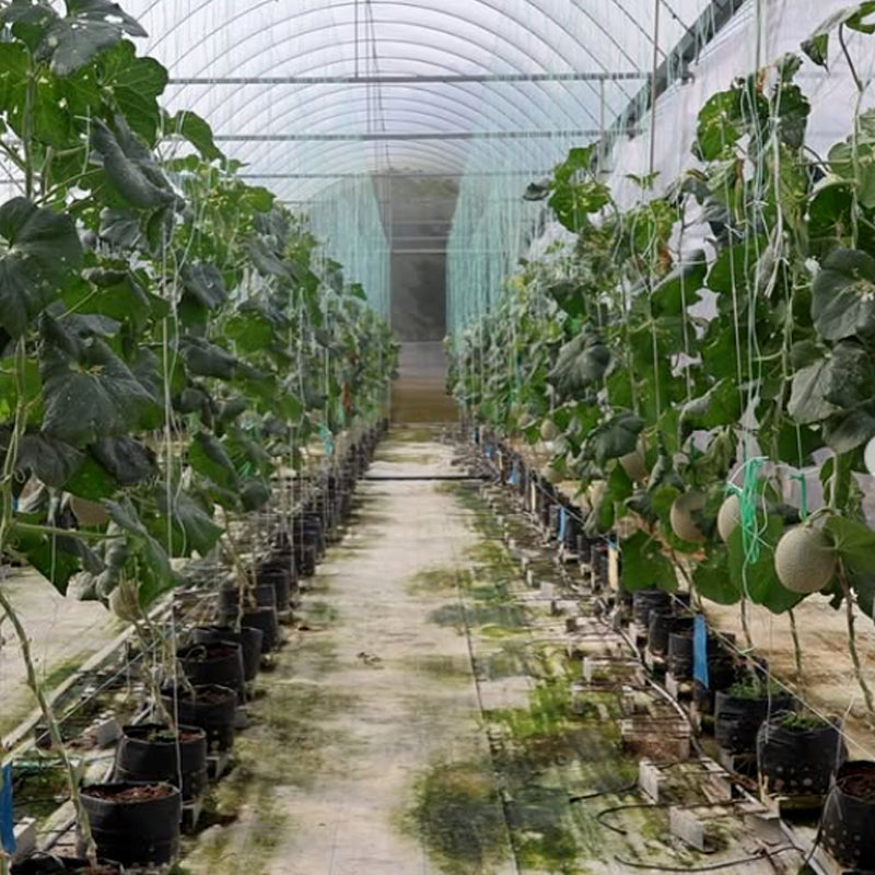Tambun Musk Melon Agro Farm