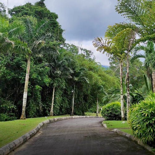 Perak Botanical Garden