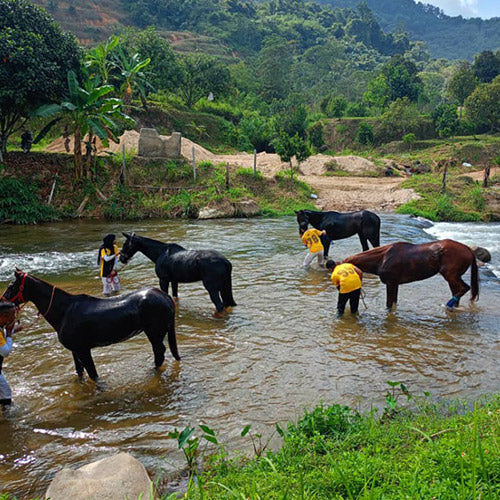 Horseback Ride - Ulu Piah Eco Farm Resort (1 Pax 1 Hour)