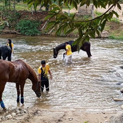 Horseback Ride - Ulu Piah Eco Farm Resort (1 Pax 1 Hour)