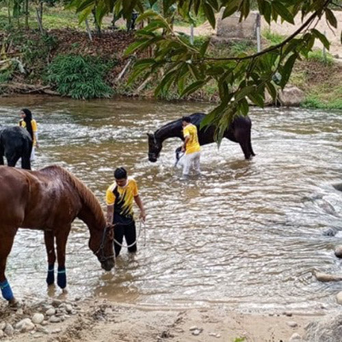 Horseback Ride - Ulu Piah Eco Farm Resort (1 Pax 1 Hour)