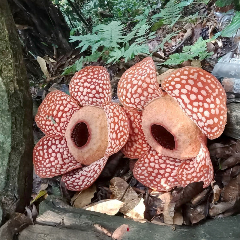 Rafflesia Tour (Min 2 Pax) - Ventrex Outdoor & Recreation