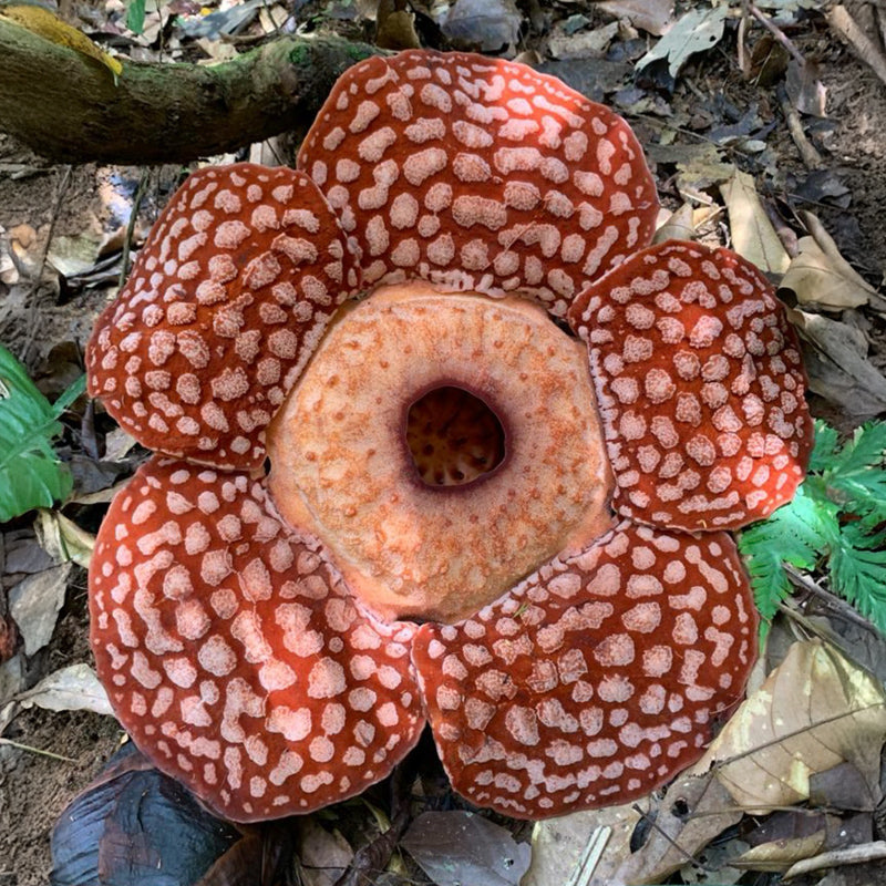 Rafflesia Tour (Min 2 Pax) - Ventrex Outdoor & Recreation